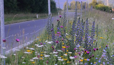 Naturnahe Begrünung in Rankweil